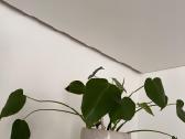 Monstera deliciosa - nuotraukos Nr. 2