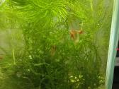 Akvariumo krevetės