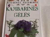 Kambarinės gėlės