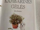 Kambarinės gėlės - nuotraukos Nr. 2