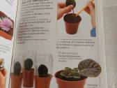 Kambarinės gėlės - nuotraukos Nr. 6