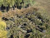 Tujos smaragd pušys kadagiai pigiau Pristatome - nuotraukos Nr. 11