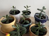 Storalapis (lot. crassula ovata)