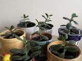 Storalapis (lot. crassula ovata) - nuotraukos Nr. 2