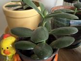 Storalapis (lot. crassula ovata) - nuotraukos Nr. 3