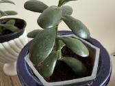 Storalapis (lot. crassula ovata) - nuotraukos Nr. 4