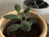 Storalapis (lot. crassula ovata) - nuotraukos Nr. 5