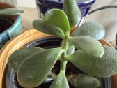 Storalapis (lot. crassula ovata) - nuotraukos Nr. 6