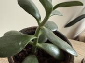 Storalapis (lot. crassula ovata) - nuotraukos Nr. 7