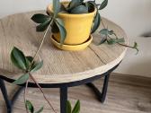 Peperomia pereskiifolia - nuotraukos Nr. 2