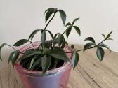 Peperomia pereskiifolia - nuotraukos Nr. 4