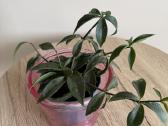 Peperomia pereskiifolia - nuotraukos Nr. 5