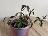 Peperomia pereskiifolia - nuotraukos Nr. 6