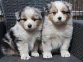 Aussi blue merle & black tricolor - nuotraukos Nr. 6