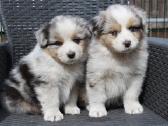 Aussi blue merle & black tricolor - nuotraukos Nr. 5