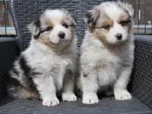 Aussi blue merle & black tricolor - nuotraukos Nr. 8