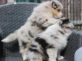 Aussi blue merle & black tricolor - nuotraukos Nr. 7