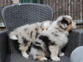Aussi blue merle & black tricolor - nuotraukos Nr. 9