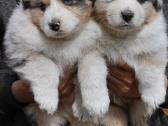Aussi blue merle & black tricolor - nuotraukos Nr. 11