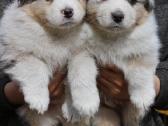 Aussi blue merle & black tricolor - nuotraukos Nr. 12