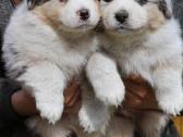 Aussi blue merle & black tricolor - nuotraukos Nr. 10