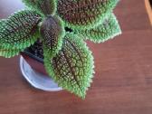 Flora