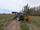 Parduodu pušų/ beržų/ liepų sodmenys ,persodinimas - nuotraukos Nr. 2