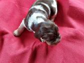 Anglų koker spanieliai / Lkd / Fci - nuotraukos Nr. 5
