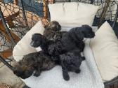 Cavapoo (Kavapoo) suniukai