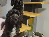 Cavapoo (Kavapoo) suniukai - nuotraukos Nr. 3