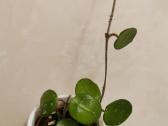 Hoya Mathilde - nuotraukos Nr. 4