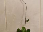 Hoya Mathilde - nuotraukos Nr. 3