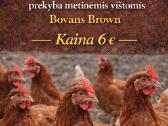 Parduodamos metinės Bovans Brown dedeklės
