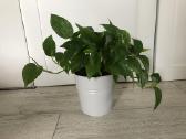 Skindapas aureum - nuotraukos Nr. 3