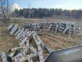 Shiitake grybų rasteliai - nuotraukos Nr. 3