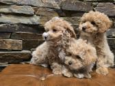 Parduodami Maltipoo šuniukai - nuotraukos Nr. 2