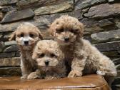 Parduodami Maltipoo šuniukai - nuotraukos Nr. 3