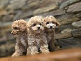 Parduodami Maltipoo šuniukai - nuotraukos Nr. 4