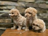 Parduodami Maltipoo šuniukai - nuotraukos Nr. 5