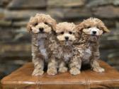 Parduodami Maltipoo šuniukai