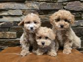 Parduodami Maltipoo šuniukai - nuotraukos Nr. 6