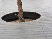 Woodline Groove Wpc terasinės lentos