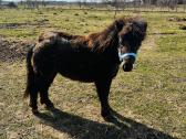 Parduodamas miniatiūrinis poni kumeliukas - nuotraukos Nr. 5