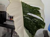 Monstera deliciosa albo variegata