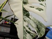 Monstera deliciosa albo variegata - nuotraukos Nr. 2