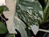 Monstera deliciosa albo variegata - nuotraukos Nr. 3