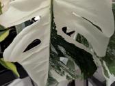 Monstera deliciosa albo variegata - nuotraukos Nr. 4