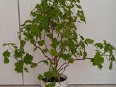 Kvapioji pelargonija Peter's Luck