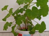 Kvapioji pelargonija Peter's Luck