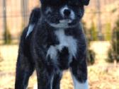 Akita Inu Tigriniai šuniukai - nuotraukos Nr. 5